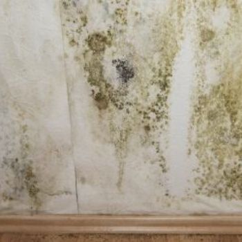 Mold Damage Restoration