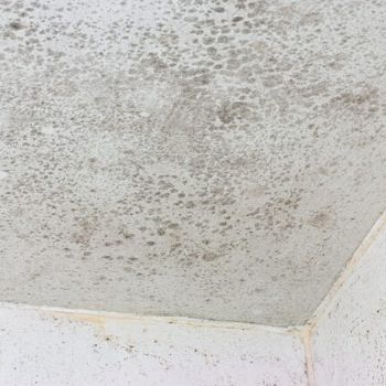 Mold Remediation Services