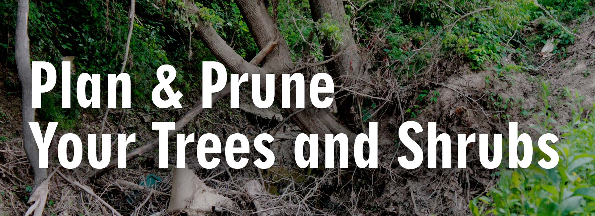 Plan and Prune Your Trees and Shrubs