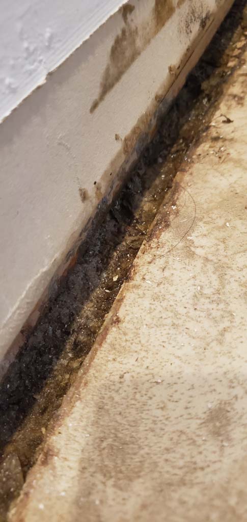 mold from water damage in queens ny